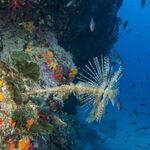 © Exploration -  Lecques aquanaut - Lecques aquanaut