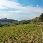 © Le sentier des vignes - Office de tourisme de Saint-Cyr-sur-Mer / Joan Costeja