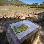 © Le sentier des vignes - Office de tourisme de Saint-Cyr-sur-Mer / Joan Costeja