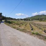 © Le sentier des vignes - Office de tourisme de Saint-Cyr-sur-Mer / Joan Costeja