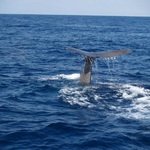 © Excursion en mer - Maireva