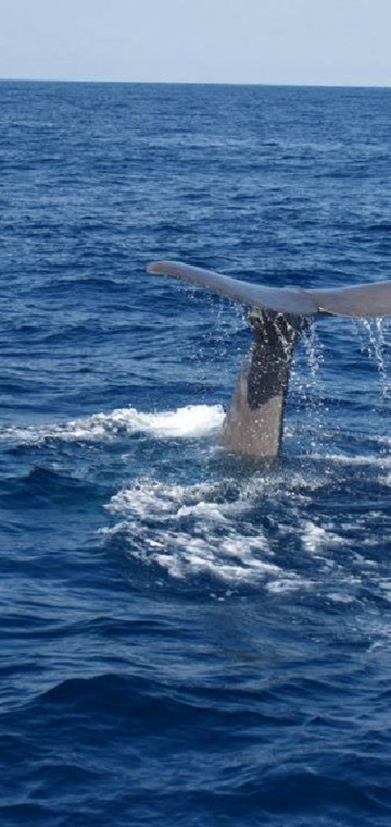 © Excursion en mer - Maireva