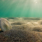 © Omniblue Freedive - © Sylvain Bes