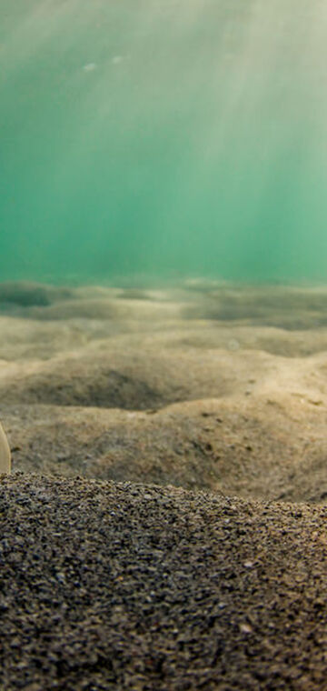 © Omniblue Freedive - © Sylvain Bes