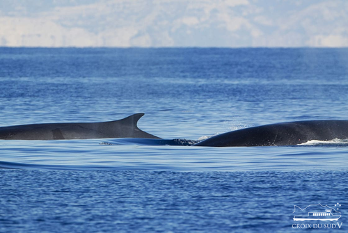 Croisière : Baleines et dauphins | La Croix du Sud V