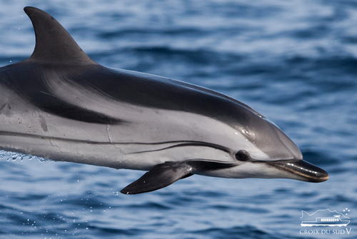 Croisière : Dauphins | La Croix du Sud V