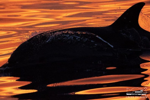 Croisière : Dauphins & coucher de soleil | La Croix du Sud V