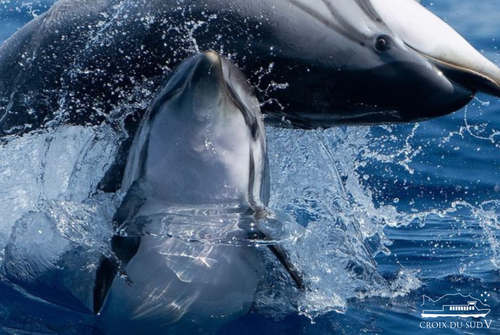 Croisière : Dauphins au départ de Porquerolles | La Croix du Sud V