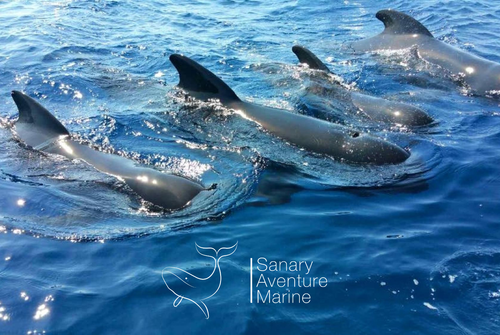 Sanary Aventure Marine : Whale Watching, Observation des dauphins & baleines