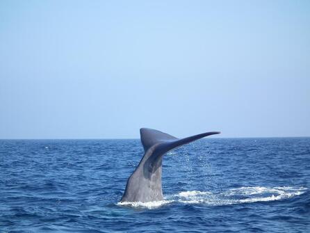 Horizon large: Discovering dolphins and whales offshore