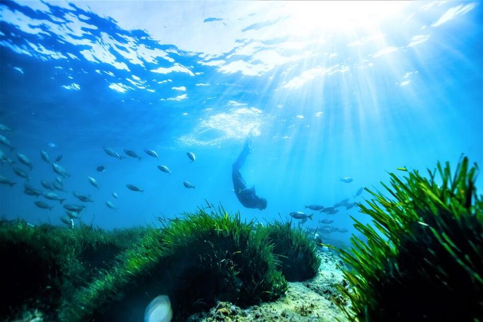 © Portissol Underwater Trail - Ville de Sanary-sur-Mer