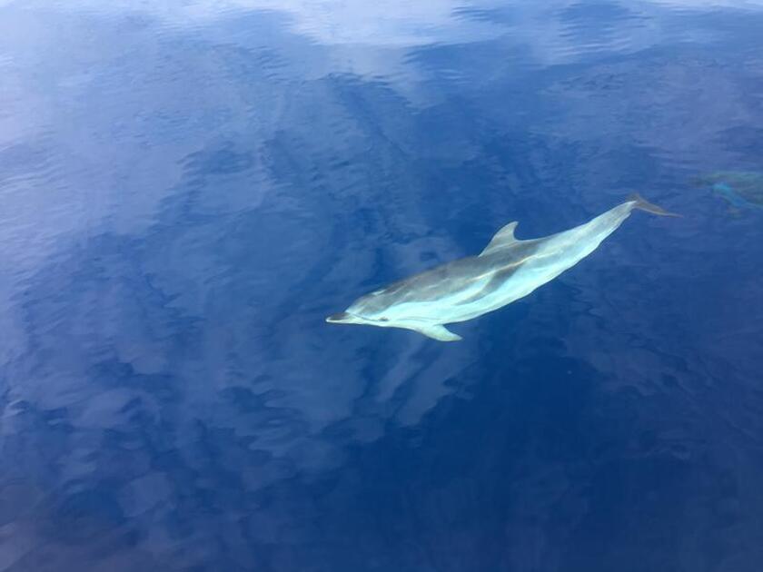 © la ciotat sortie en voilier avec les dauhinsdauphins - yves