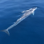 © la ciotat sortie en voilier avec une baleine - yves