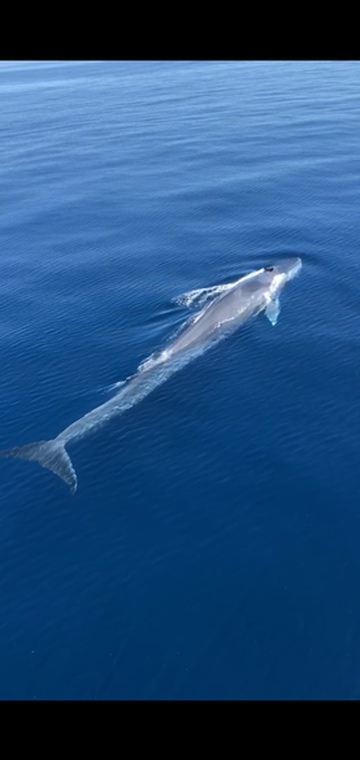 © la ciotat sortie en voilier avec une baleine - yves