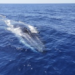 Baleine