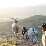 © Hiking on the Nerthes Trail at the Massif du Gros Cerveau_Sanary-sur-Mer - Ville de Sanary