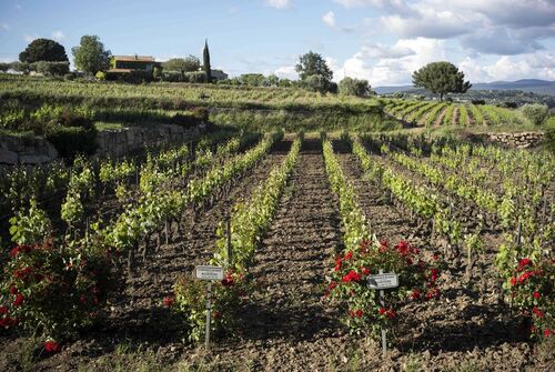 Tasting and visit in Bandol vineyard