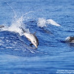 © Baleines - dauphins Sanary Var - Larrey