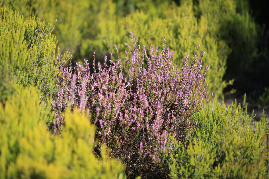 © végétation colline - © Var Tourisme / Emmanuel Dautant