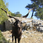 © The Gros Cerveau - Tourist Office of Sanary-sur-Mer