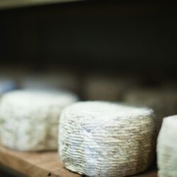 Fromages de chèvre Provence