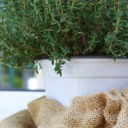 herbes de provence