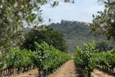 Vignes vins Bandol Provence Sud Sainte Baume